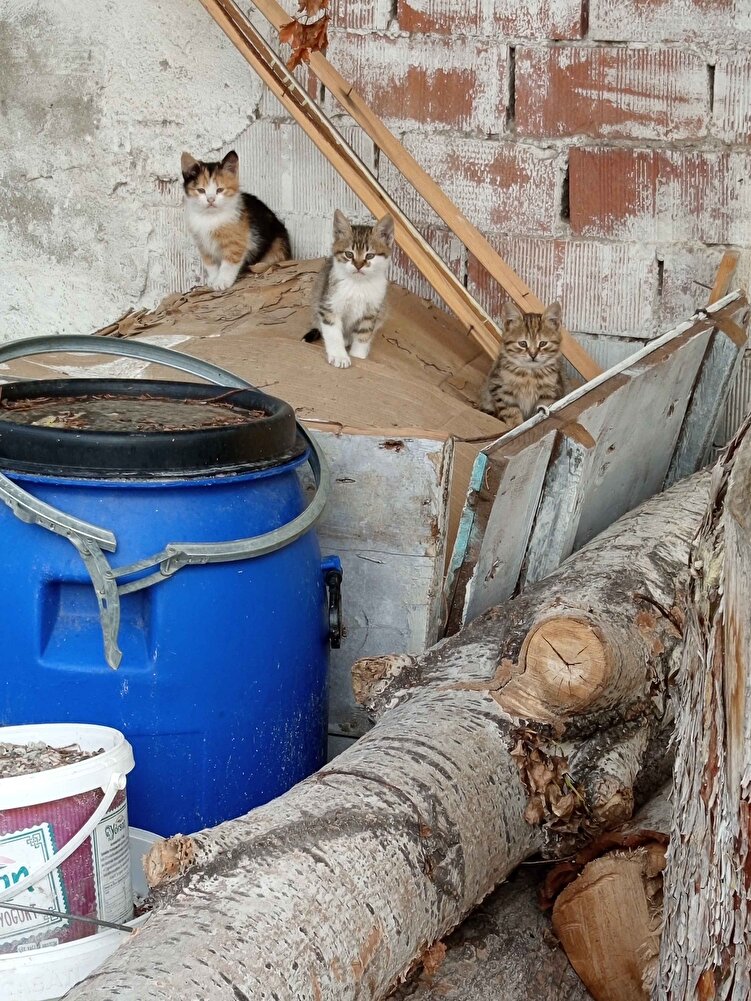 Hızlı kargolandı, ürün güzel sokaktaki minnoşlara alıyorum;kedi, köpek,kirpi hepsi yiyor. 💜