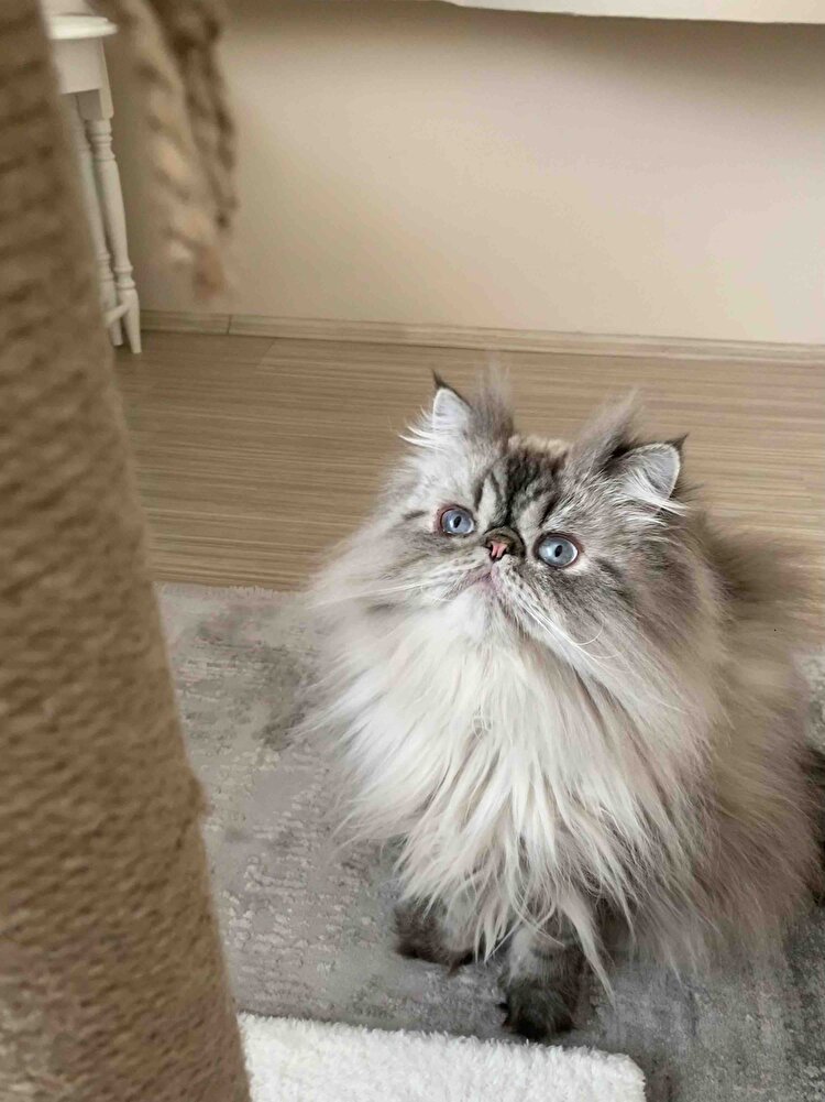 Kedim çok severek yiyor orijinal ürün hemen geldi