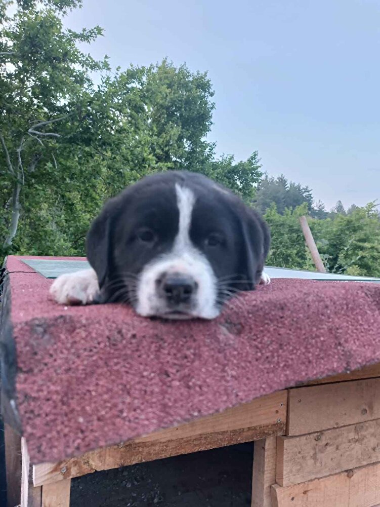 sürekli köpek maması alıyorum iki büyük köpeğim var uygun fiyatlı bulunca almak istedim