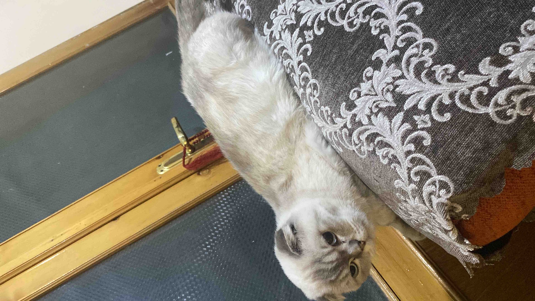 Köpek kedi farketmiyor ikisi de yiyor alın