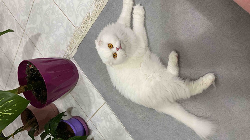 Bebelerim severek yiyorlar teşekkürler