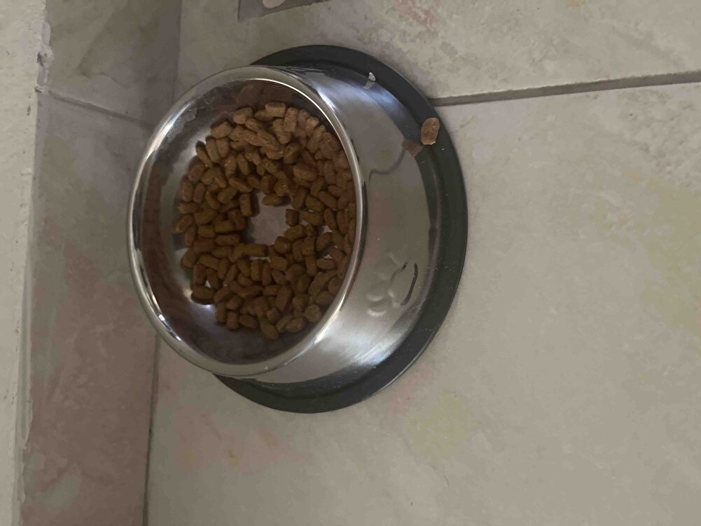 Kedim çok seviyor, proplandan çok memnunuz. Somonlu olduğu için tüyleri hep parlak ve sağlıklı.