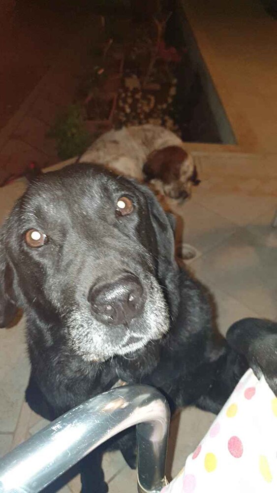 bir setter bir labradorum var yıllardır bu mamayi kullaniyorum, hatta minnak şivavam bile kırıp kırıp yiyor arada çok da memnunum , güvendigim saticidan (patihane pet market) aldikca problem yaşamadim.  son iki aldığım üründe maalesef çok kötü çıktı , mamalar ezilmis kum gibi olmuş ayrıca bir değişik kokuyorlardi. Maalesef sokaktaki canlar bile yemedi doğru düzgün.  Hep alışveriş yaptığım bir saticiydi neden böyle bir problem oldu bilmiyorum umuyorum son denememde düzgün ürün gelir ve burdan almaya devam ederim.