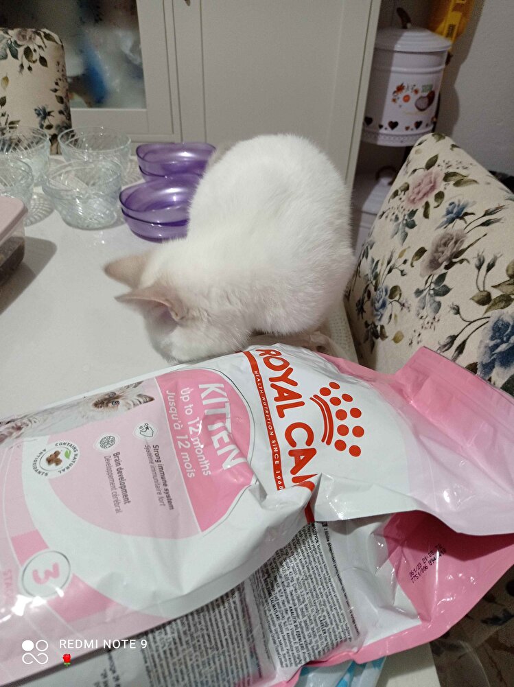 diğerlerini denemedim. kedim seviyor  bu mamayı sevdiği için diğerlerini denemedim