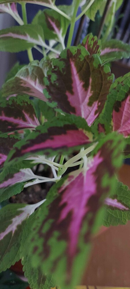 Ürün de satıcı da gayet iyi güvenilir