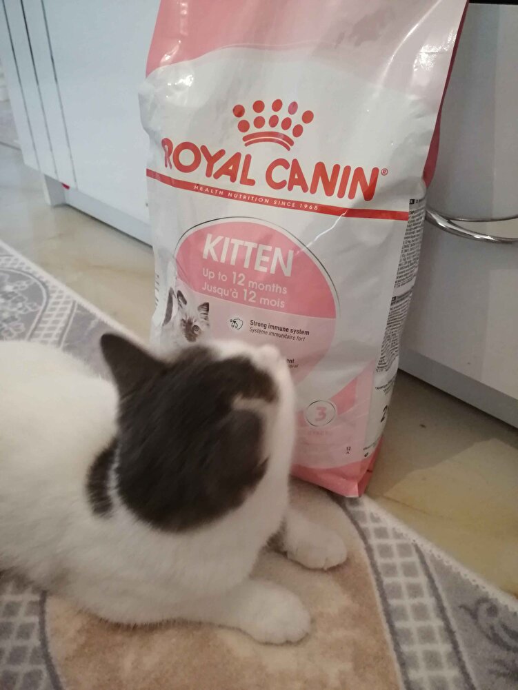 Kedim bayıldı severek yiyor.