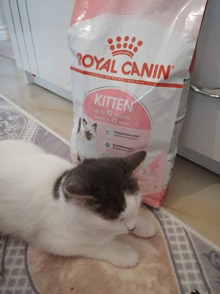 Kedim bayıldı severek yiyor.