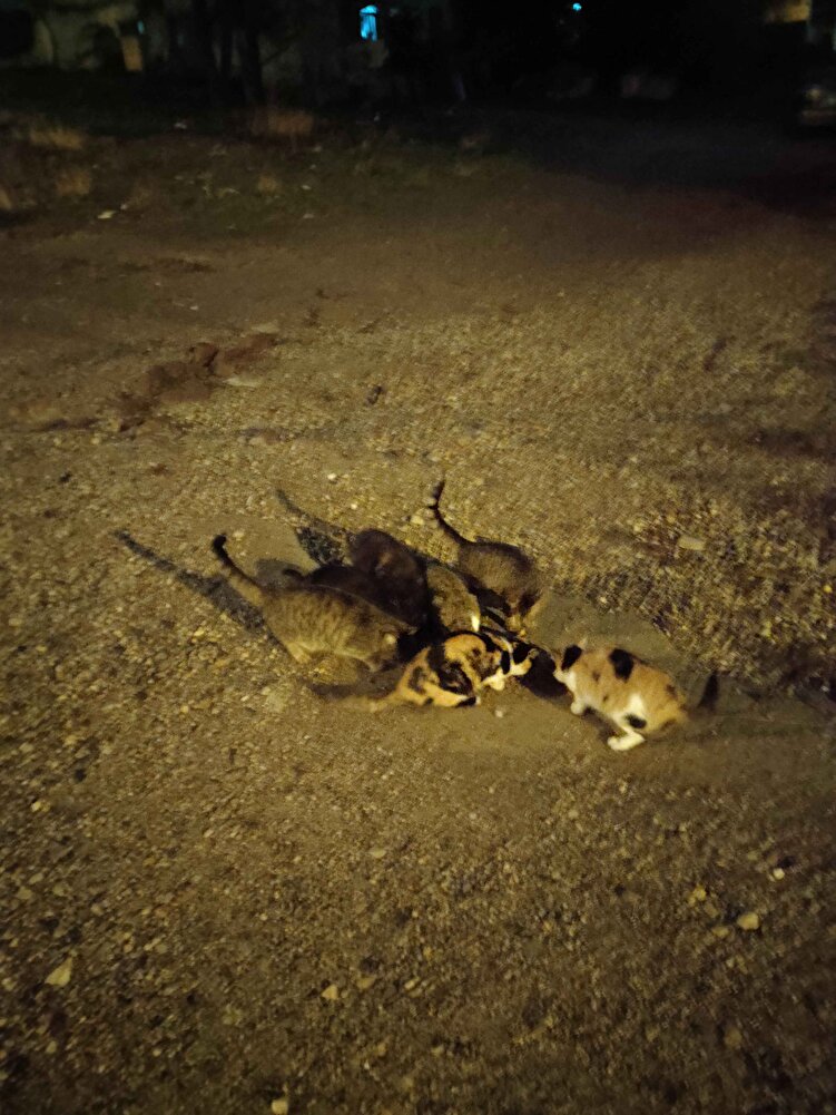 13 tane kedim var sokakta severek yiyorlar 🙂