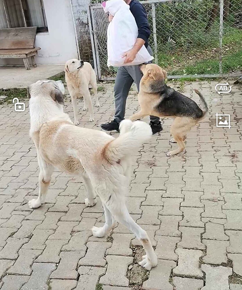 Sokak canları için alıyoruz. Arabayı tanıyıp hemen geliyorlar, severek yiyorlar.