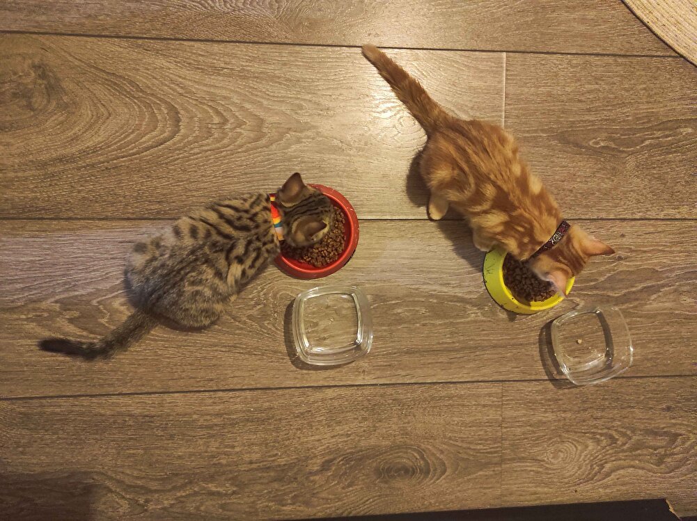 Orijinal paketinde geldi. Çok hızlı gönderim sağlandı. Vasat market mamalarından daha ucuza gelmiş oldu. Çocuklar daha ilk anda bayılarak yemeye başladı. SKT 12/2024. Teşekkür ederiz.