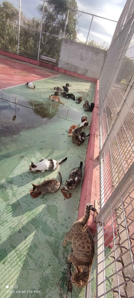 Sokak canlılarının çok severek yediği bir ürün, herkese tavsiye ederim.