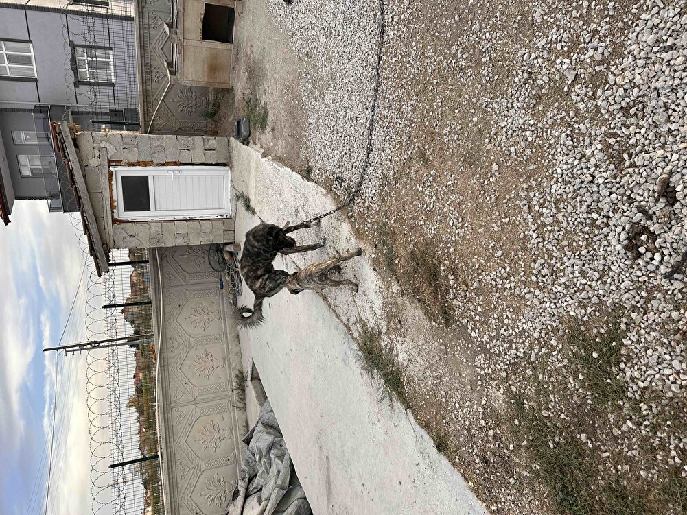 Köpeklerim iştahlı yiyor sıkıntı yok