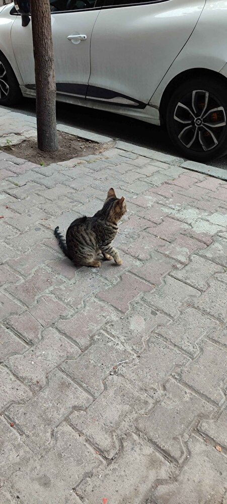 dükkan önündeki kediceklere aldım beğenerek yıyorlar