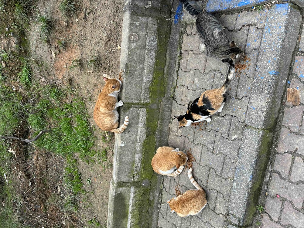 Sokaktaki dostlarımız için aldım sevdiler :)
