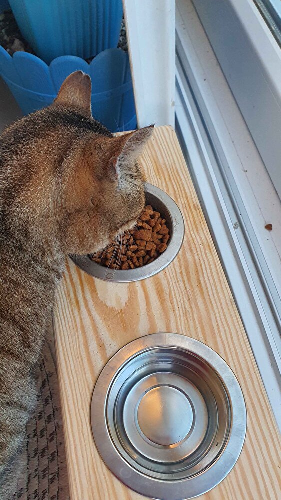 Kediler de köpekler de severek yiyorlar bu mamayı. Sorunsuz, hızlı geldi Teşekkür ederim