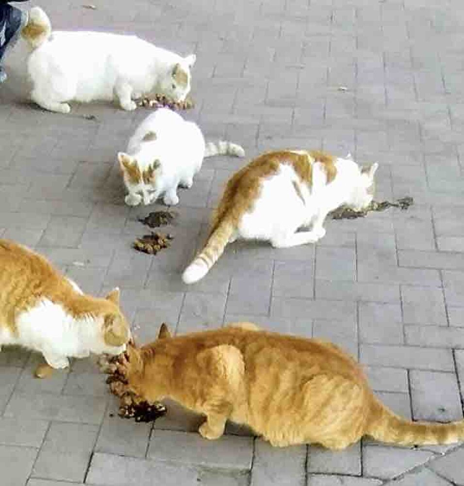 Sokak kedileri için alıyorum. Bayılıyorlar.