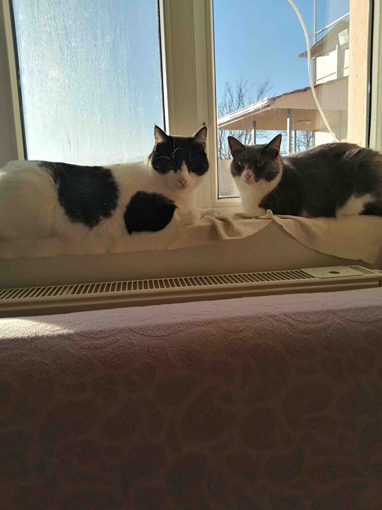 Bundan başka mama kullanmıyoruz zaten kedilerim için en güzel mama teşekkür ederim