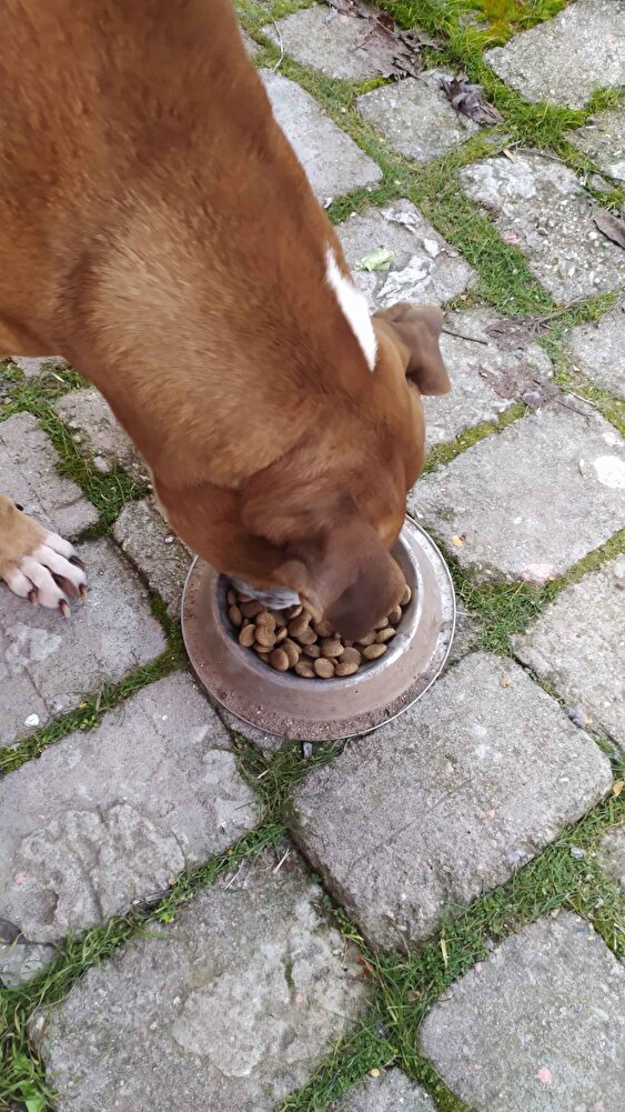 Ürün sağlam bir şekilde geldi önceden de sipariş ettiğimiz bir mama köpeğim severek yedi