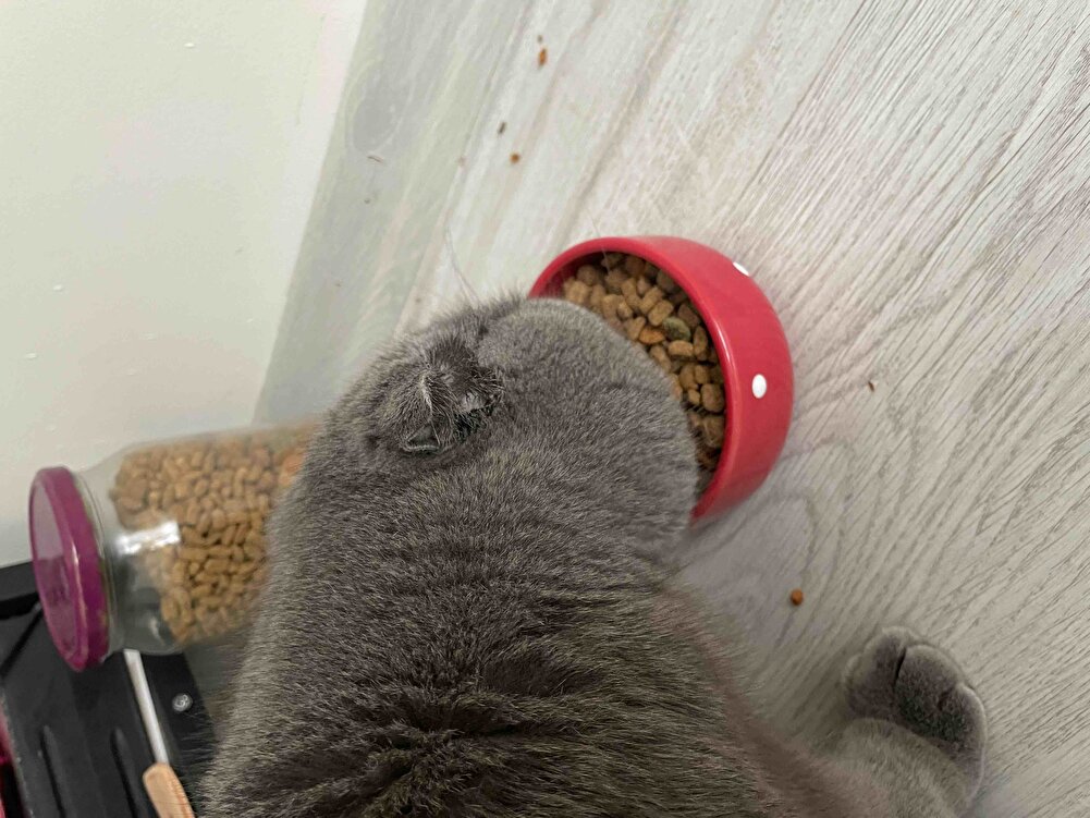 HIZLI, LEZZETLİ, MÜKEMMEL PAKETLEME, inanılmaz memnun kaldım, 1 gün içinde geldi harikasınız, oğul evladım aşırı begendi