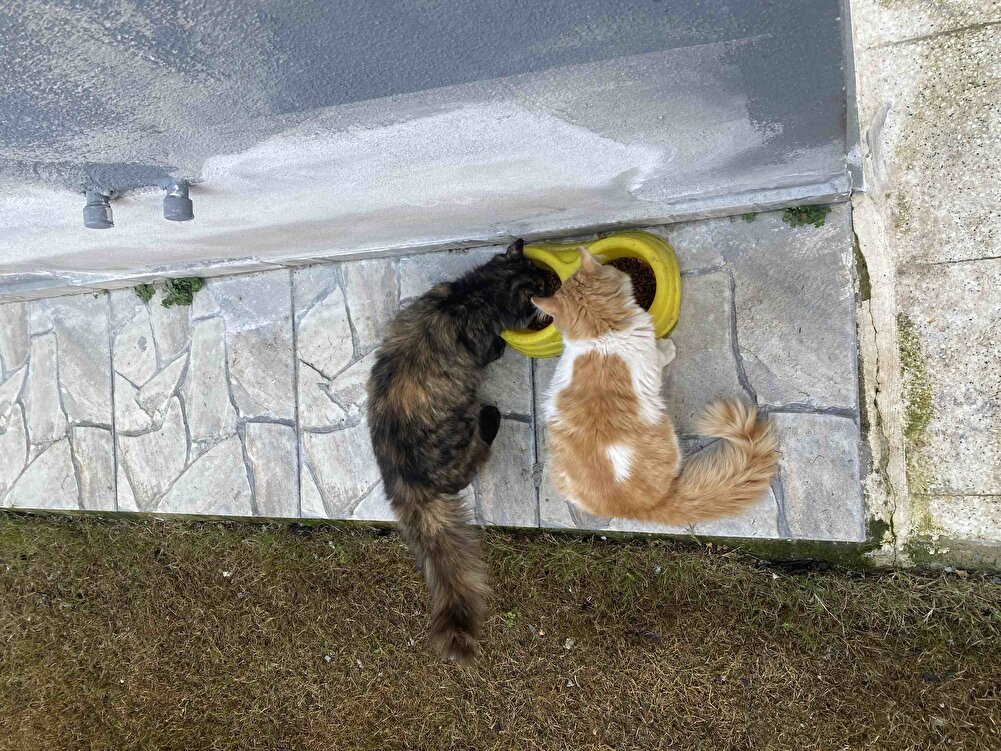 Sokak kedileri bayıldı köpek bile yedi