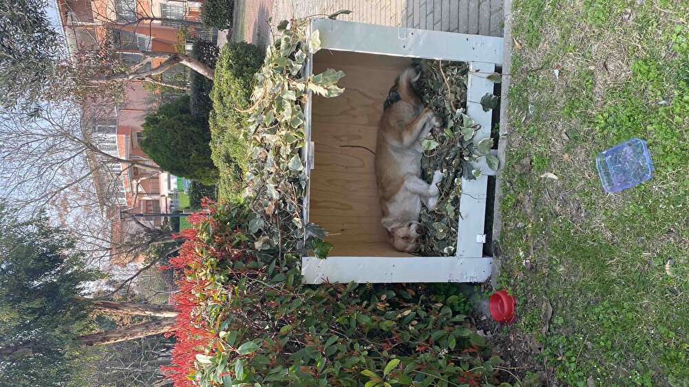 Sokak kedileri bayıldı köpek bile yedi