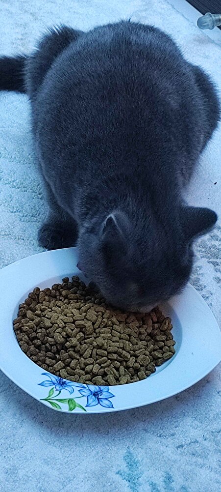 Paketleme çok güzeldi, sorunsuz geldi. Son kullanma tarihi 05-2025 yani çok taze bir mama geldi. Ürünü tavsiye ederim satıcıya da çok teşekkür ederim.