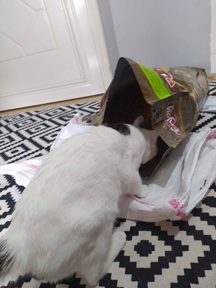 Benim kaymaklı lokumum bu mamayı seviyor hele paketin içinden yemeyi çok seviyor 💜 Ürün güzel geldi hiç bir sorun yoktu.