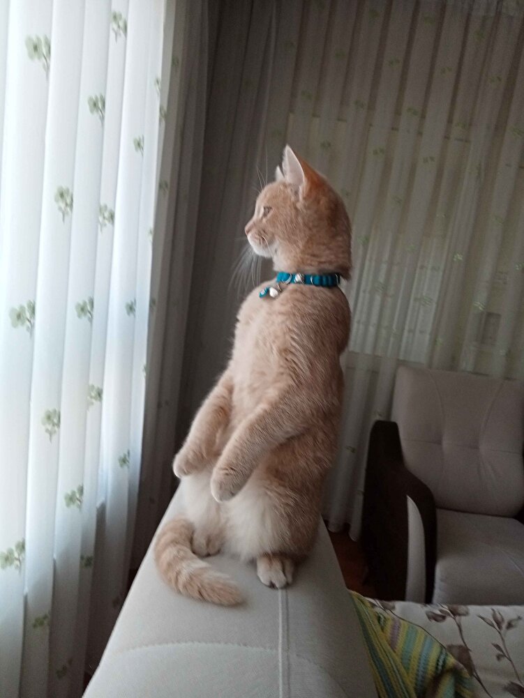 köpüğüm bayıldı bitirdi bile 🥰