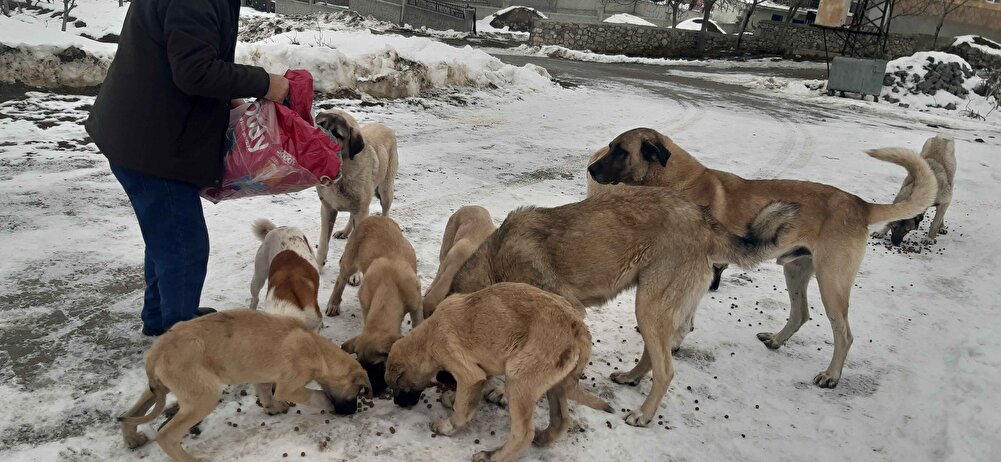 Sokak köpekleri için sipariş vermiştim. Bayıldılar. Siz de bağış yapmak isterseniz Ormanamama ve Can Dostlarımda 