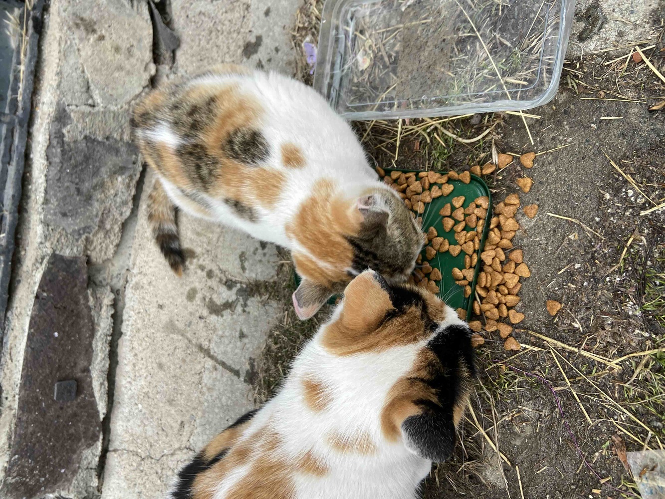 Sokakta beslediğim kediler severek yiyor 🐾
