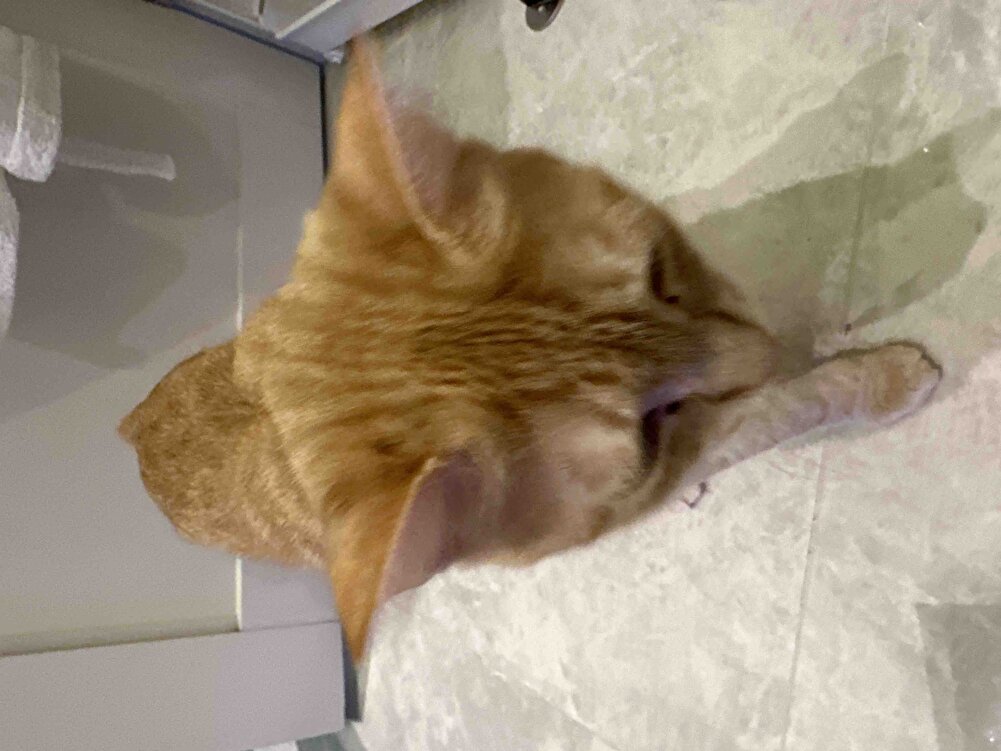 Kısır dişi sarman kedim için alıyorum memnunum severek yiyor, ama tüy dökülmesine karşı etkinliği olduğunu düşünmüyorum