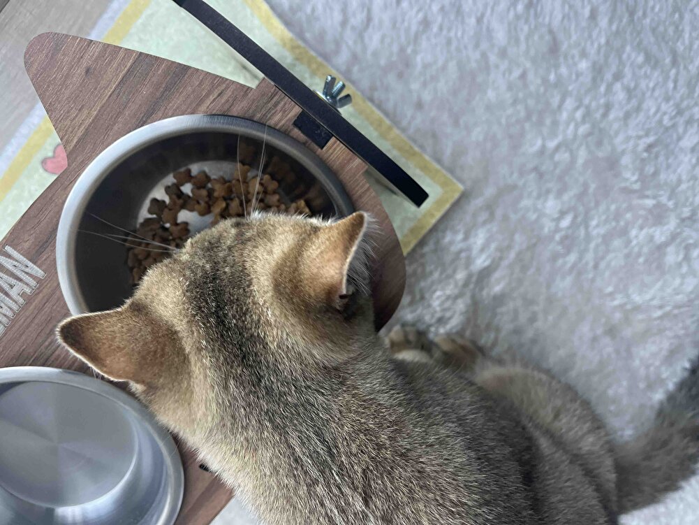Yeni başladığımız bir ürün 6 aylık British Shorthair cinsi kedim severek yiyor.