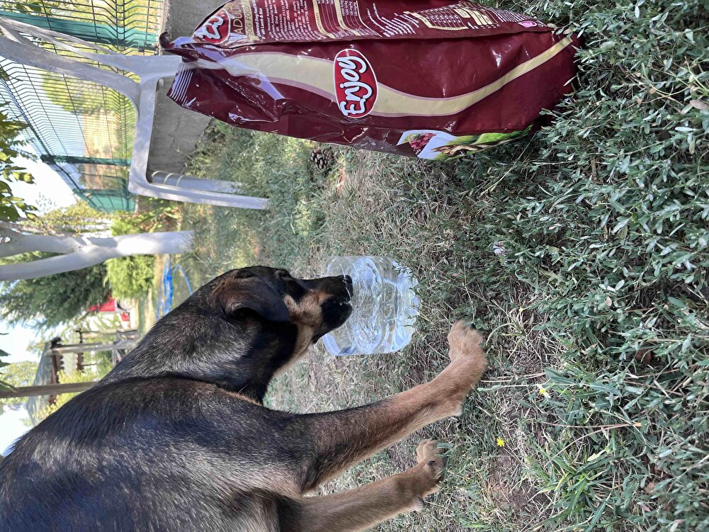 sokak canlarımın en sevdiği mama bittikçe alıyorum