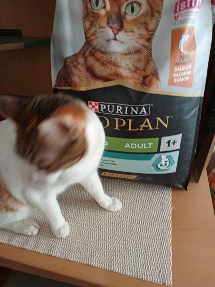 çok severek yiyorlar