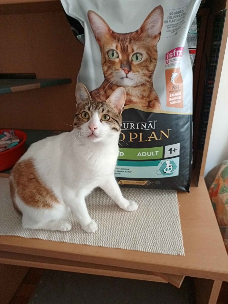 çok severek yiyorlar