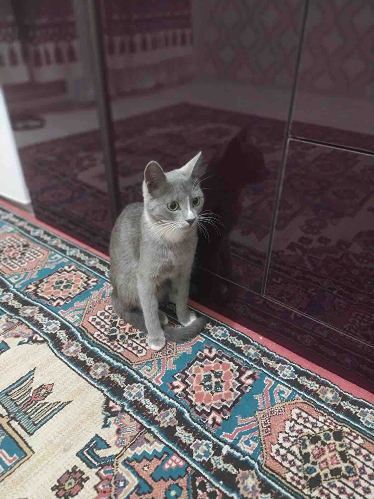 Sokak köpeklerim için sipariş vermiştim çok severek yiyorlar 👍🏻👍🏻