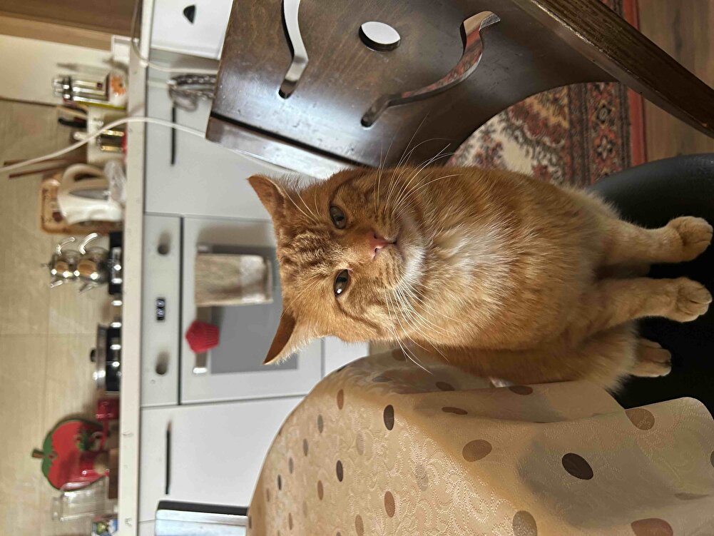 Bahçedeki canım kedime ve dayısına ve kuzenlerine aldım afiyetle yiyorlar🐱