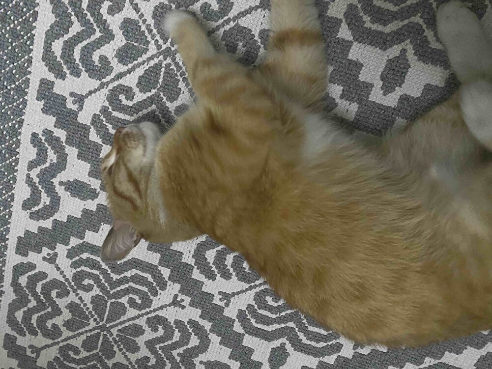 Sokaktaki canlara aldım. Bir tane sarman var binada  aslında her markayı yiyor ama sanki doyurmuyorlardı  diğerlerine de vesile oldu aldık işte 😂