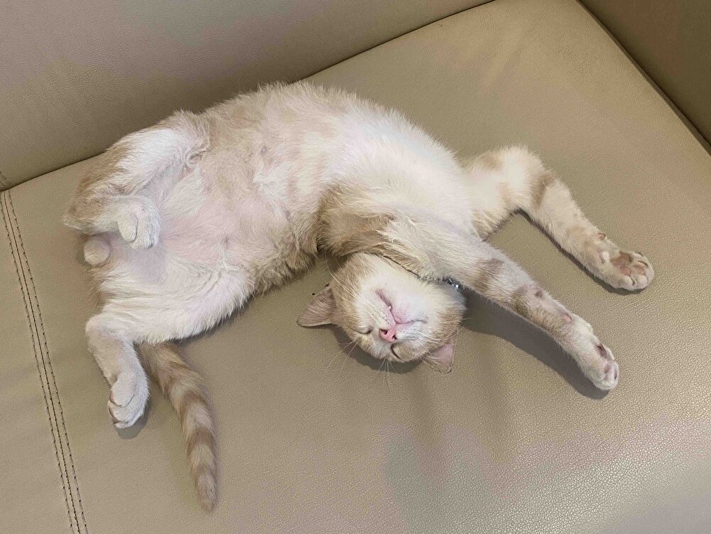 Çok iyi paketlenmiş kedim bayıldı