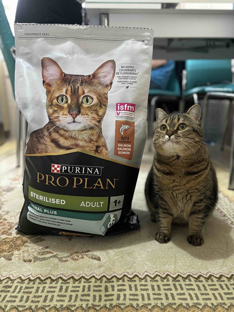Tombik kedimin en sevdiği mama çok memnunuz 😻