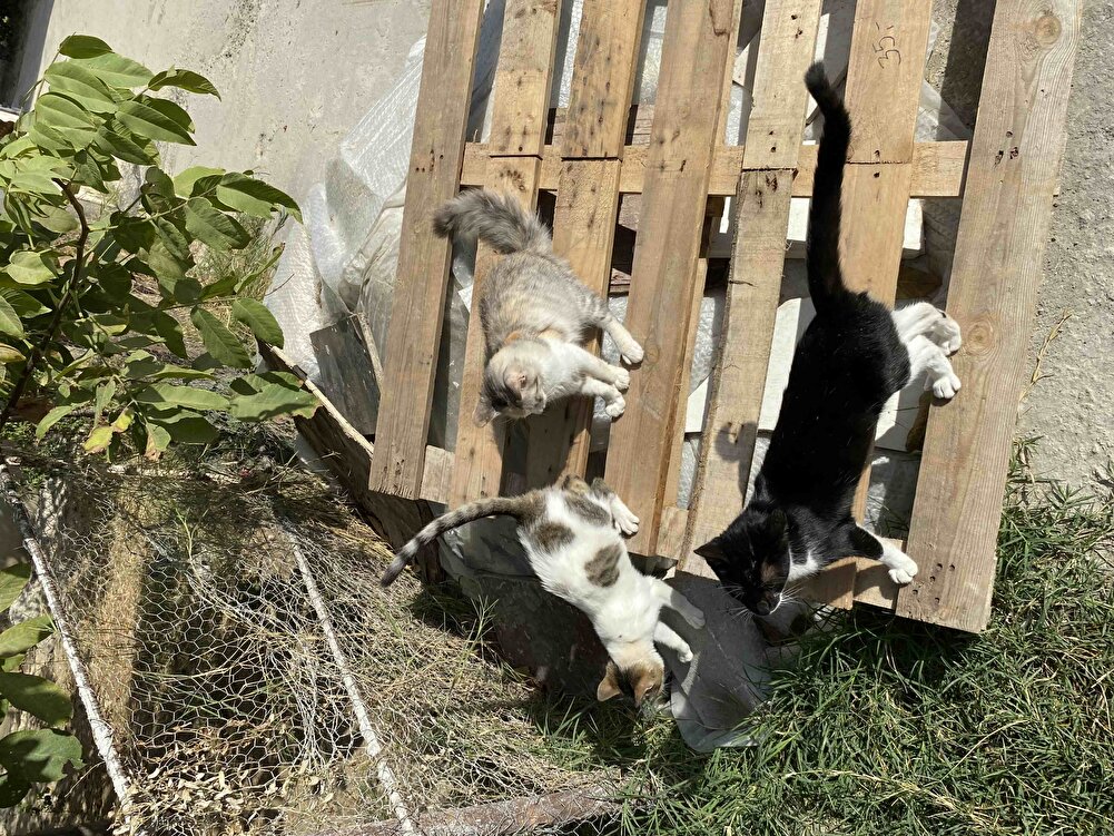 Yavru kedilerim severek yediler küçük taneli diğer mamalara göre daha yumuşak ve kokusu güzel