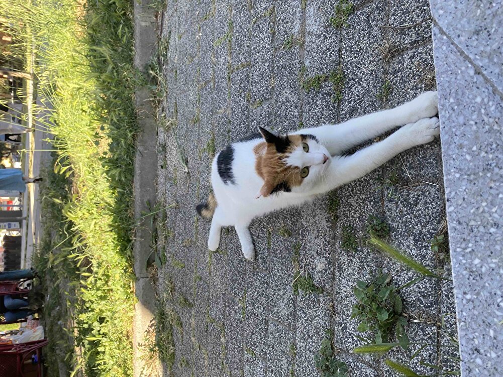 Sokaktaki çocuklarım için alıyorum çok seviyorlar