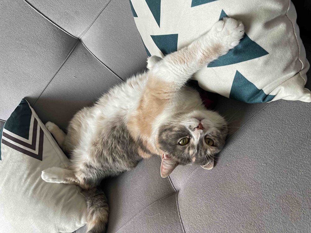 Bebekliğinden beri kullandığım tek mama