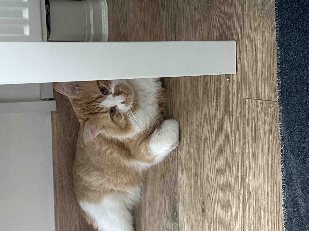 Bebeğimin en sevdiği mama