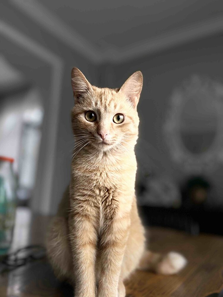 Çok beğendi teşekkürlerini iletiyor 🤪🫶🏻