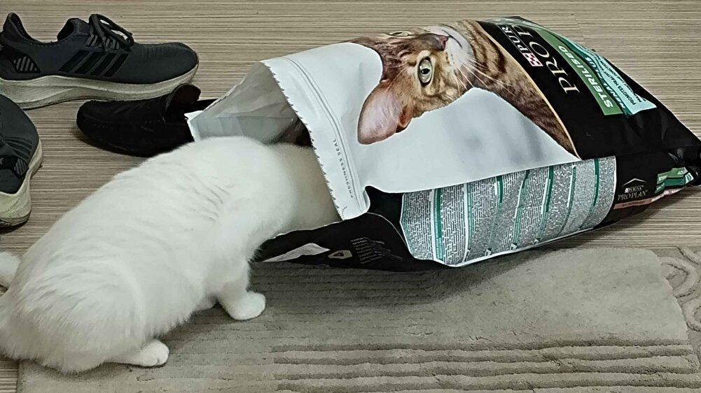 ürün gayet iyi zaten kargoda hızlıydı kargom sağlam geldi kedim beğendi ve tarihi temmuz 2025 neredeyse 13 14 ay süresi var kargoyu çuval ile göndermişler hiçbir yırtılma yok