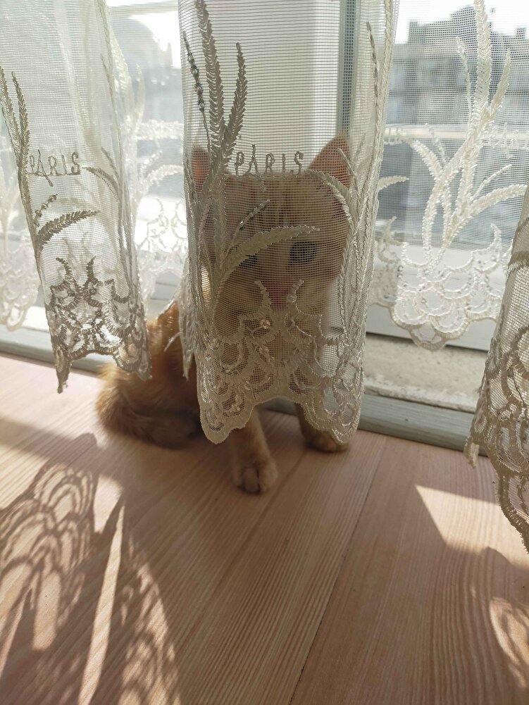 Hem sokak kedilerim hemde evdeki canlar için yıllardır  güvenerek aldığım mama.Çok severek yerler hep taze ve güzel paketlenmiş şekilde gelir