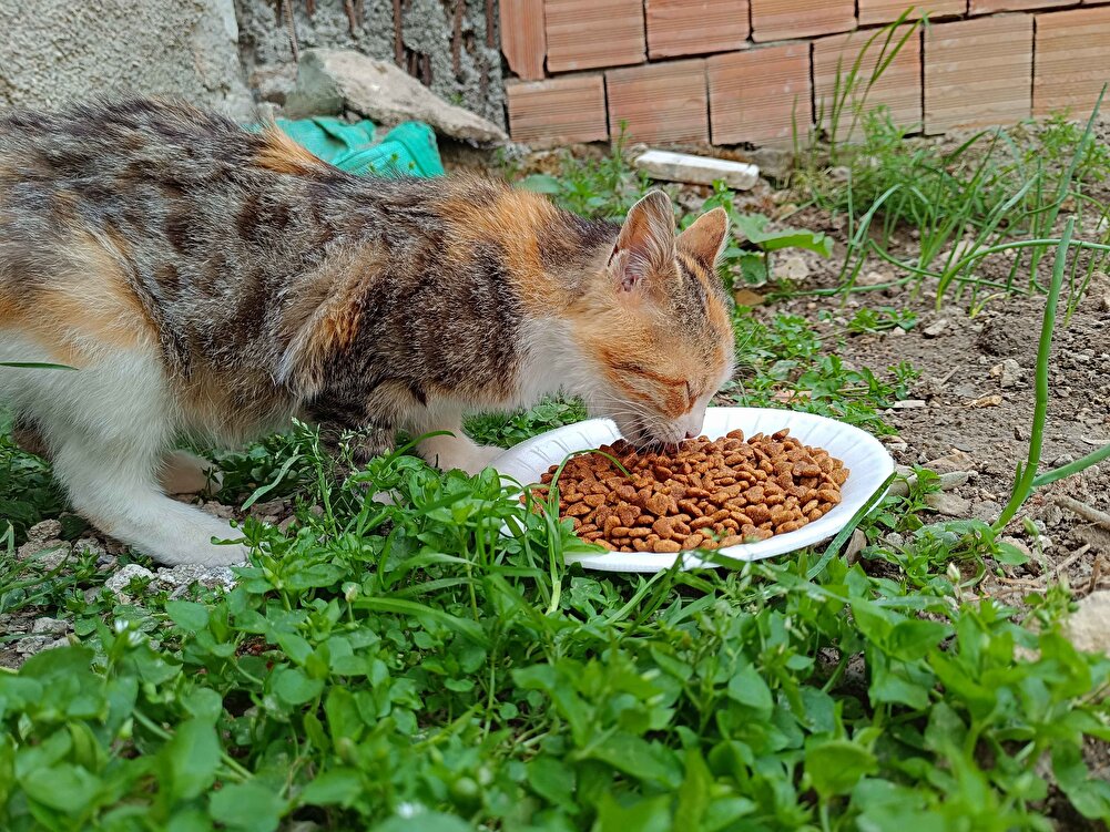 kargo hızlı ve ürün kaliteli.Sokaktaki canlar için alıyorum,hiçbir sorun yaşamadım hep aynı ürünü kullanıyorum, teşekkürler 🙏🏻☺️