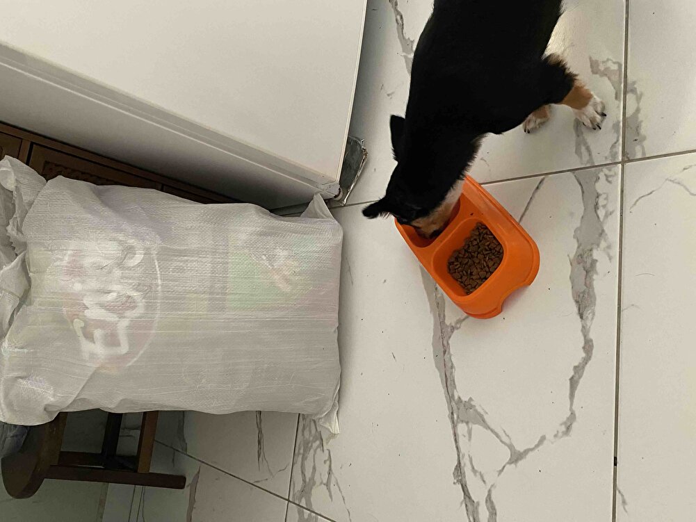 Hatikq sürekli kullqndığım ürün kedimde tüy dökümünü durduruyor köpeğim de yiyor