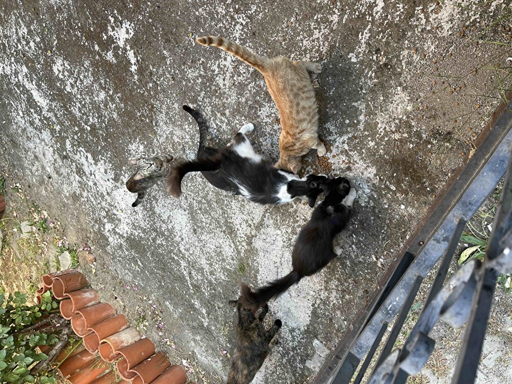 Kediler Severek Yiyor Sokak Hayvanları İçin Aldım…